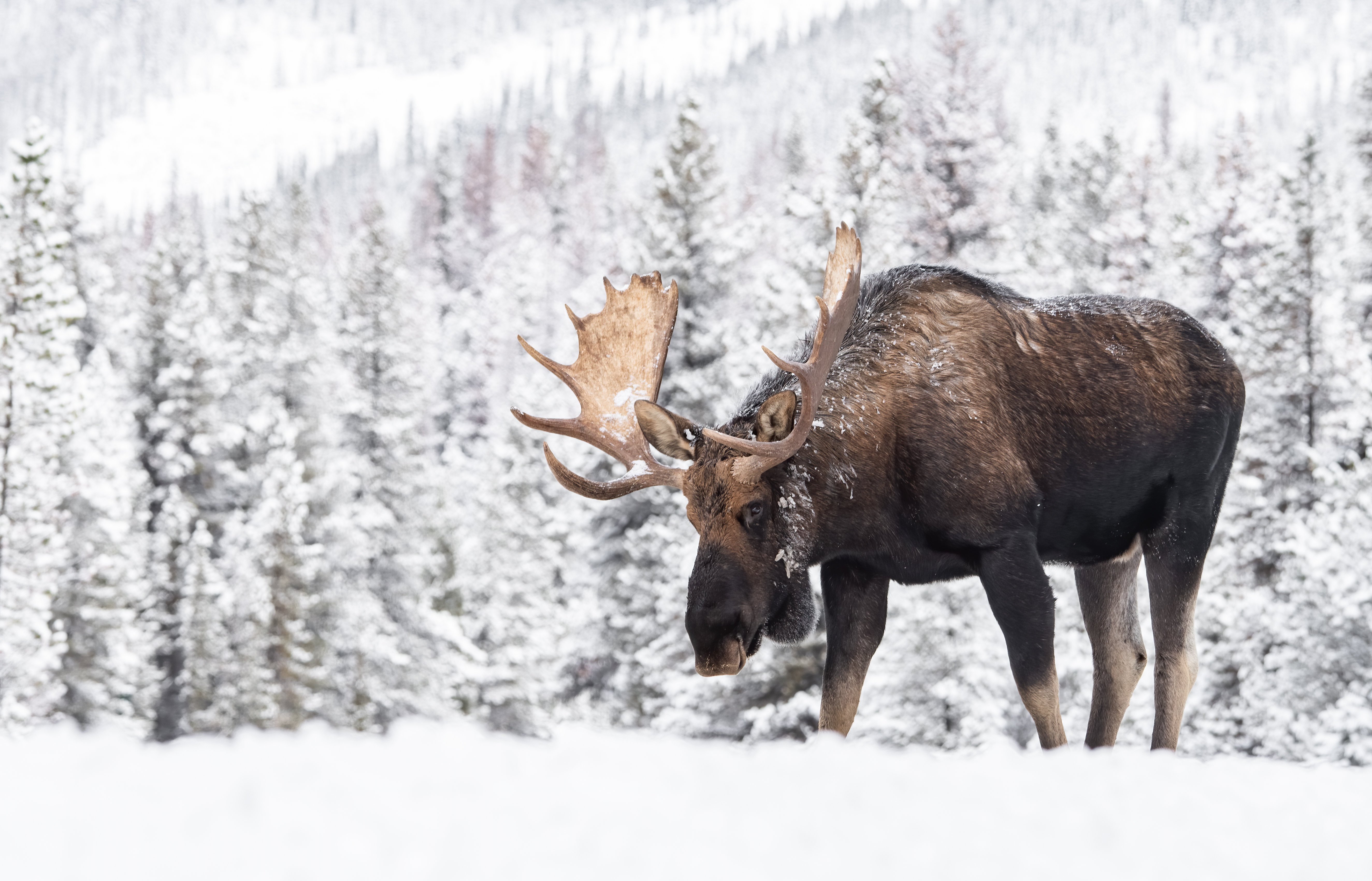 moose in snow