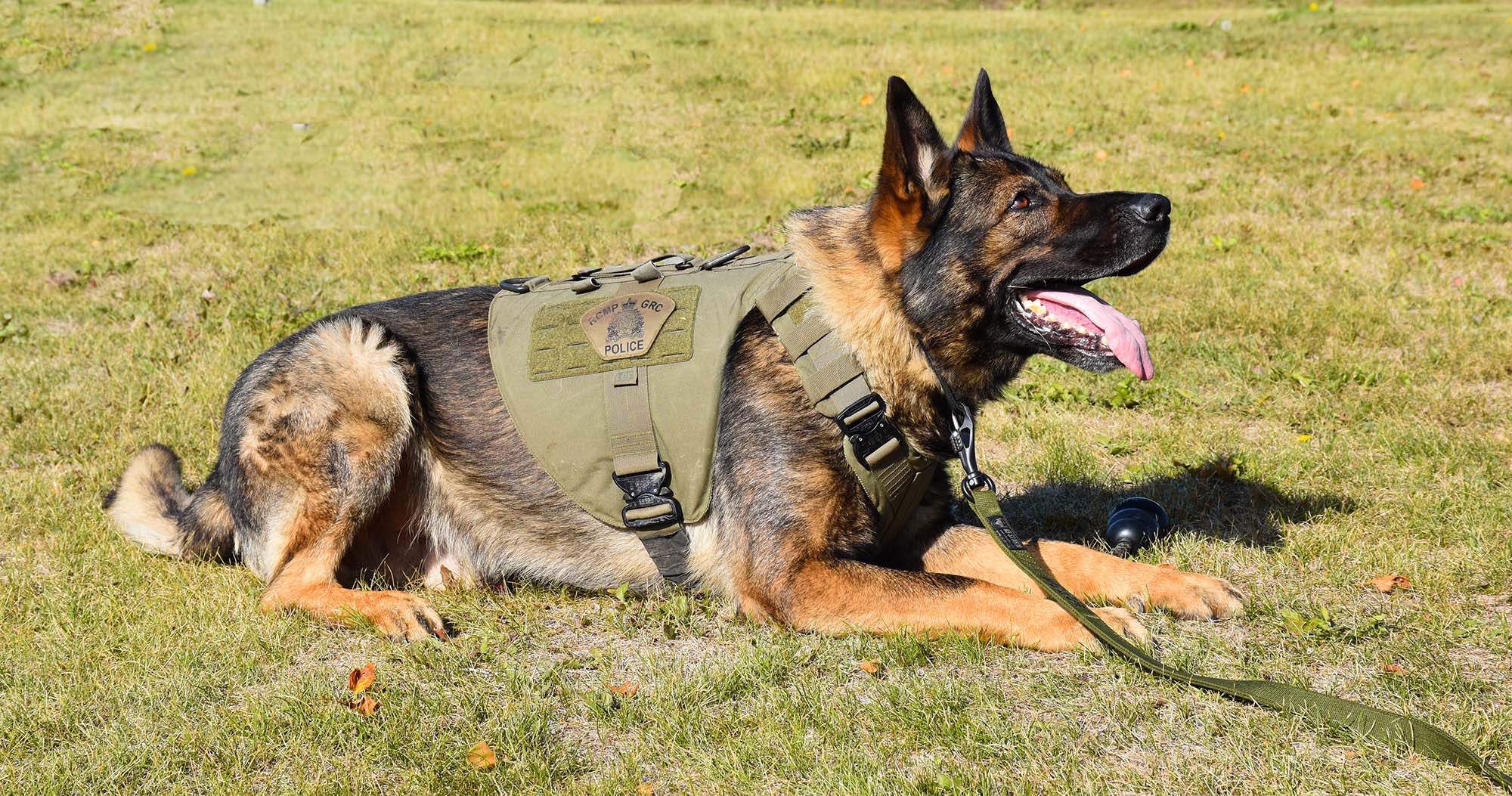 police dog laying on grass