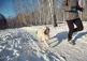 dog running on trail