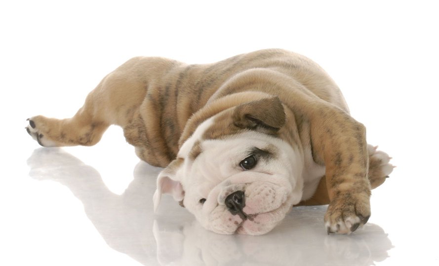 dog