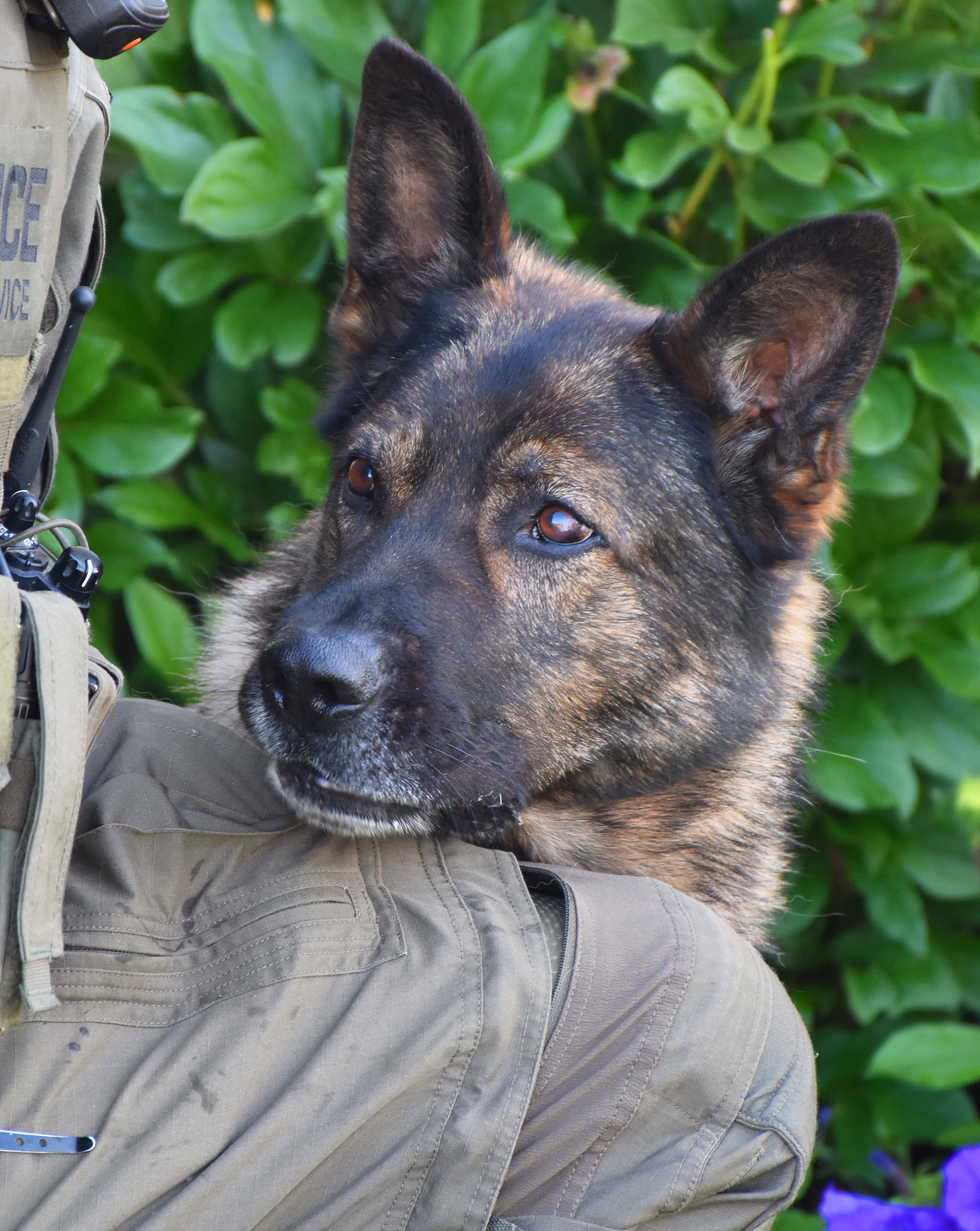 police dog