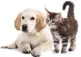dog and cat