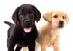 two dogs standing